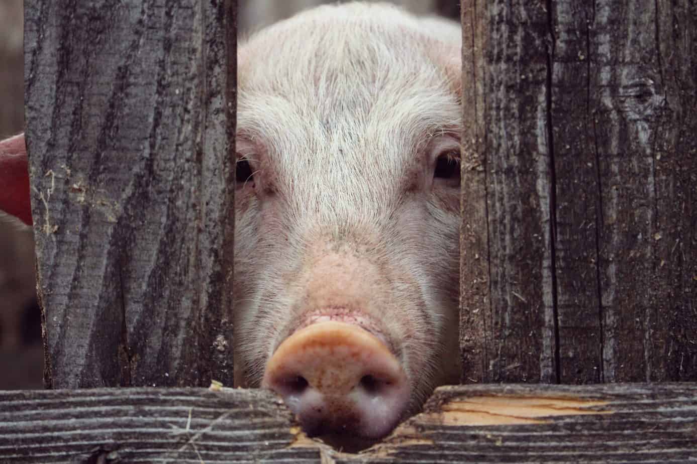 Photo of pig at fence