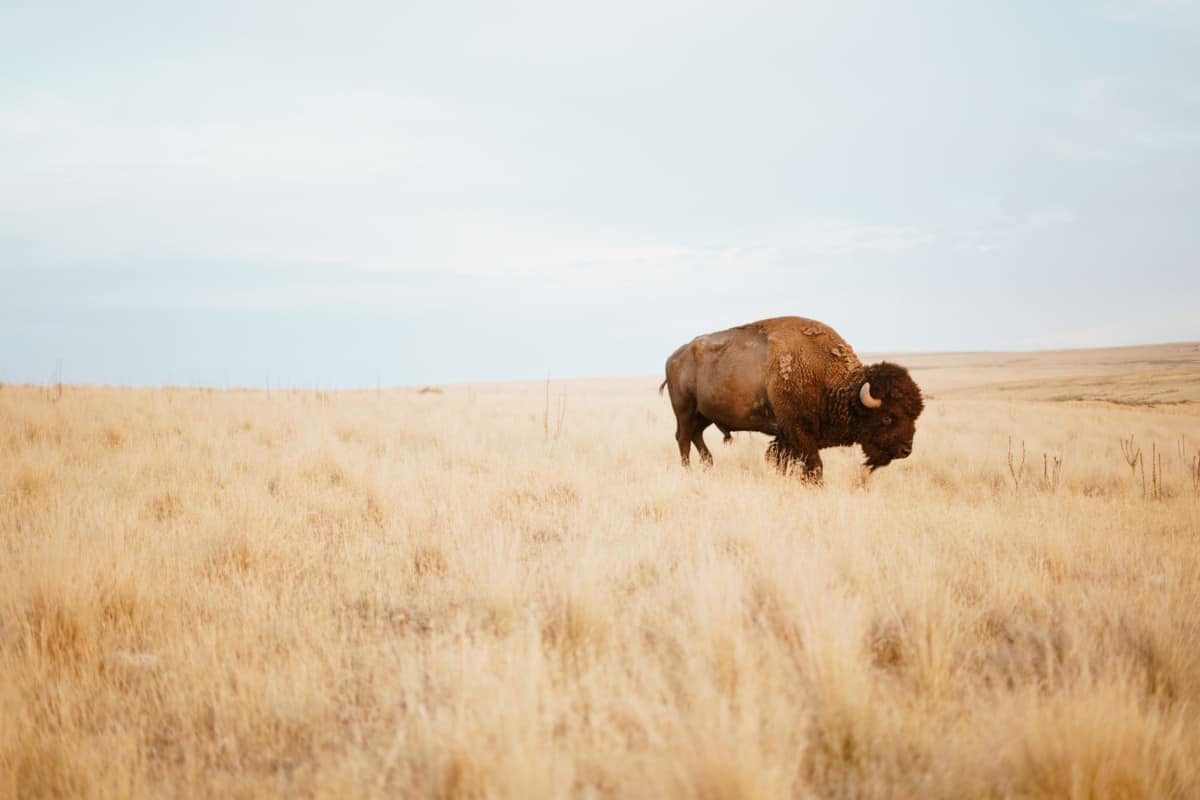 A Buffalo in a field of grass